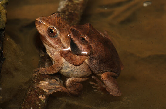 A pair of mating Spring Peeper frogs (Pseudacris crucifer) in amplexus.  The male is clinging to the back of the female. 