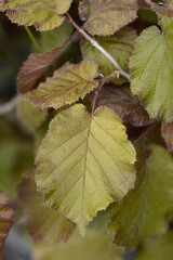 Purple-leaved filbert
