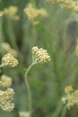 Italian everlasting flowers