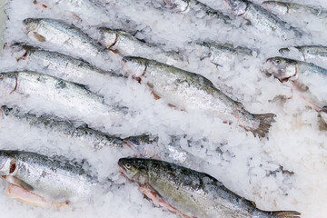 fish salmon trout on ice, sale of frozen fish in a grocery hypermarket