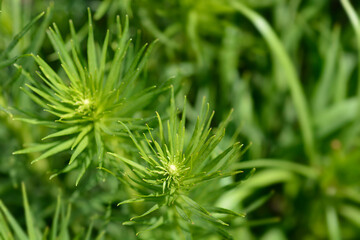 September Glory Gayfeather