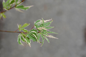 Japanese Maple Butterfly