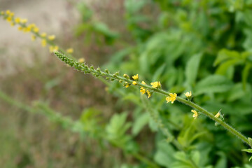 Common agrimony