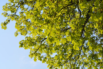 Common horse chestnut