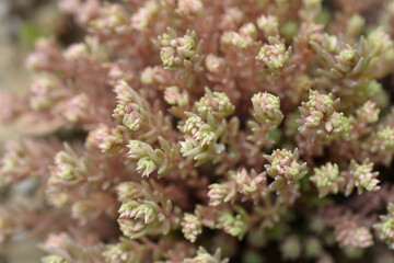 Spanish stonecrop