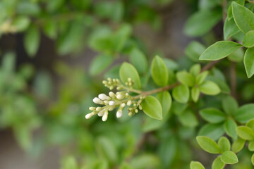 Delavay privet
