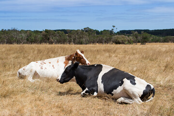 Krowy na farmie w słoneczny dzień - obrazy, fototapety, plakaty