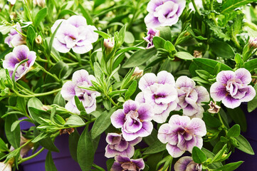 Violet pansy flowers growing in purple pot