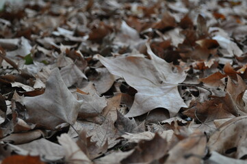 El otoño con las hojas ocres