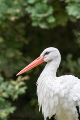 Close up of a stork in an animal park in Germany