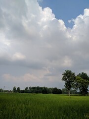 Obraz premium green field and blue sky