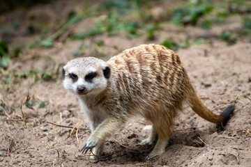 Close up of a meerkat in an animal park in Germany