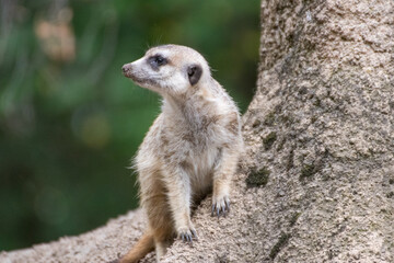 Close up of a meerkat in an animal park in Germany