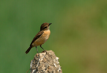 siberian stonechat bird in perch