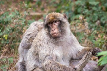 Naklejka na ściany i meble Close up of a monkey family in an animal park in Germany