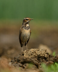 blue throat bird in field