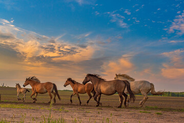 Horses gallop along the road against the sky.