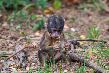 Close up of a young monkey in an animal park in Germany