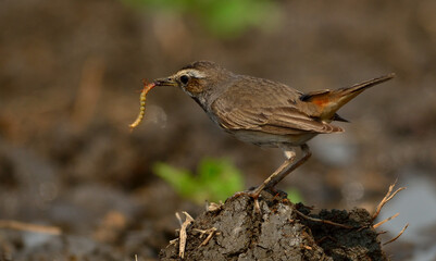 blue throat bird in field