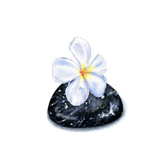 Watercolor frangipani flower on sea stones for stone therapy and massage isolated on a white background. Design for a SPA with Asian nature. Face and body care.