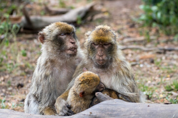 Close up of a monkey family in an animal park in Germany