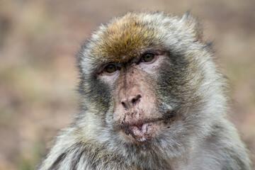 Close up of a monkey in an animal park in Germany