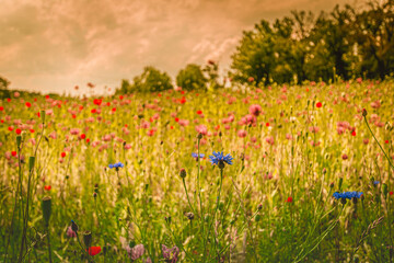 Blumenwiese mit Mohn und Kornblumen