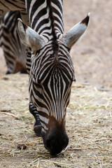 Obraz premium Close up of a zebra in an animal park in Germany