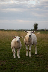 sheep and lamb in the grass looking at the camera