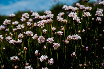 Fototapeta premium Amplio colorido de la naturaleza