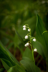 wild blooming lilies of the valley in the forest