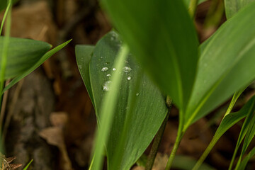 wild blooming lilies of the valley in the forest