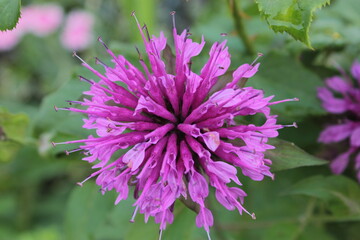 Monarda lilac flower, top view.
