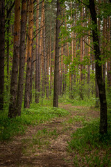 Forest dirt road among pines and birches