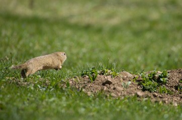 marmot in the grass