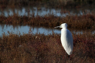 snowy egret standing in a marsh