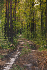 Forest dirt road among pines and birches