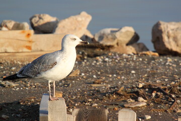 seagull on a rocky  beach