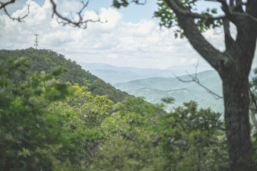 pine trees in the mountains