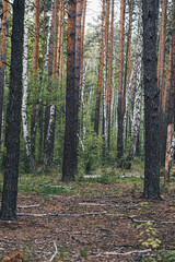 Forest dirt road among pines and birches