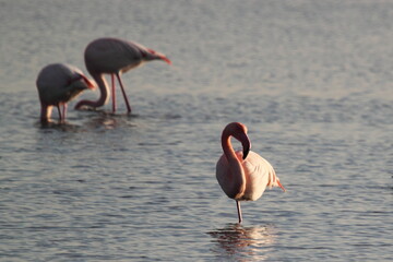 A pink flamingo is standing on one feet in shallow waters of an estuary. Sun light reflects from the beautiful furs. Two other flamingos on the background are trying to find food in sea floor.