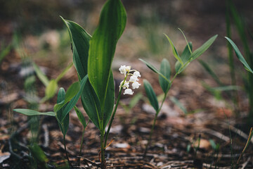 wild blooming lilies of the valley in the forest