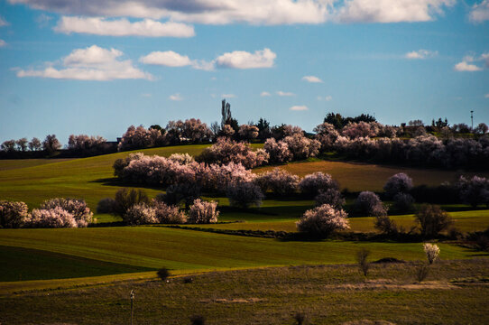 La floraci&oacute;n del almendro