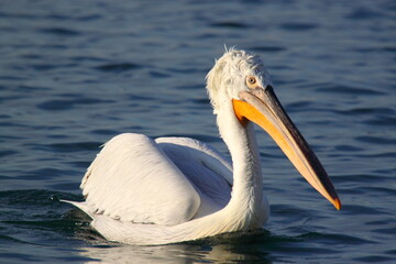 great white pelican