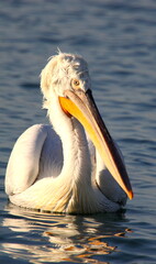 close up image of a pelican in lake at sunset with his image reflecting on water