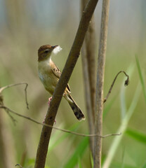 zitting cisticola bird in perch