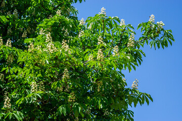 blooming chestnut tree in springtime. Latin name, Aesculus hippocastanum