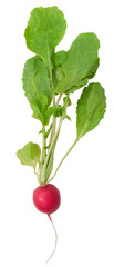 red radish with green leaves isolated on white background