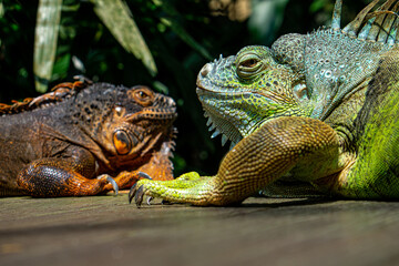 two iguanas