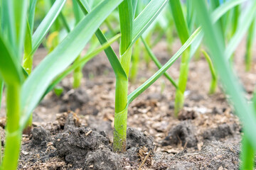 garlic plants in the field, agricultural background. Spring harvest. Rows in the ground. selective focus